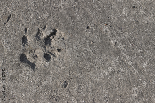 print the dog track on the concrete
