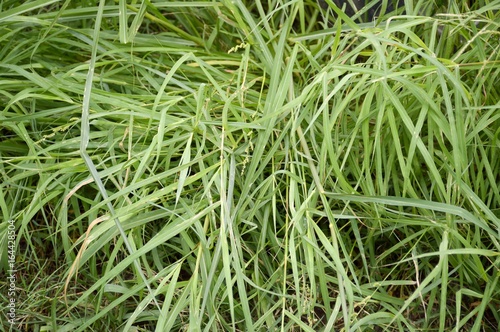 Brachiaria mutica grass in nature garden photo