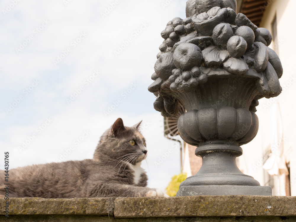Fototapeta premium cat