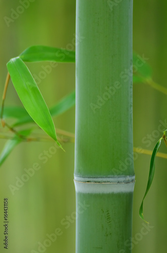 緑の竹