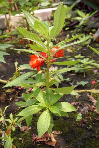 red Impatiens balsamina flower in nature garden