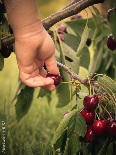 kids hand picking ripe cherries photo