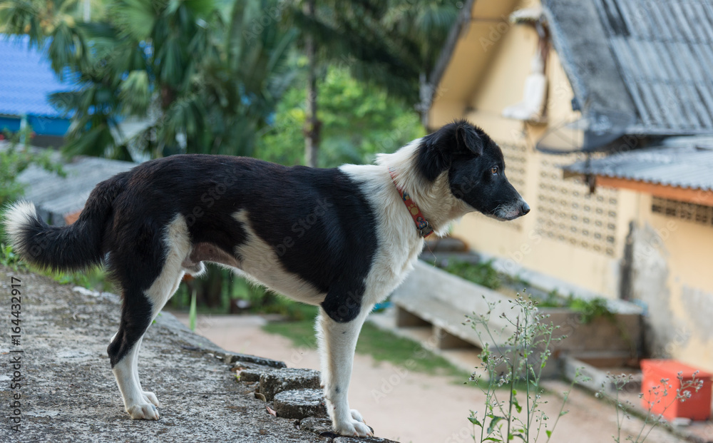 Country dog black and white standing on wall in the village. Country dog black and white standing on wall in the village.