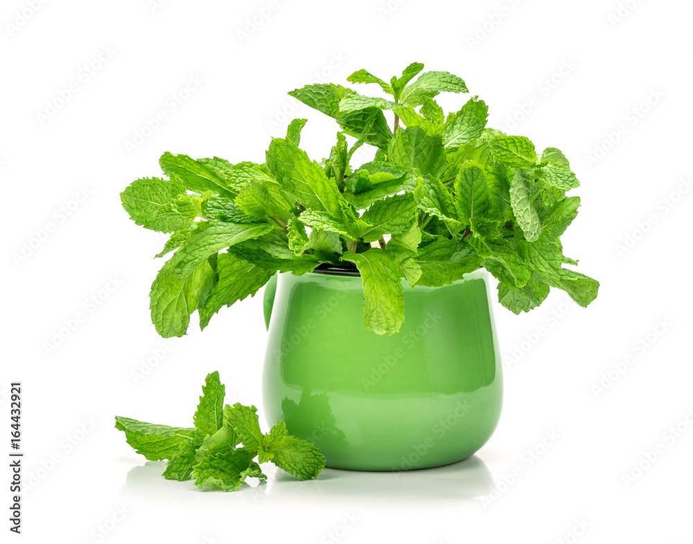 the fresh green mint leaf bush on white background the fresh green mint leaf bush on white background