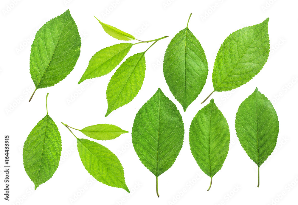 Cherry leaves isolated on white background, collection Cherry leaves isolated on white background, collection