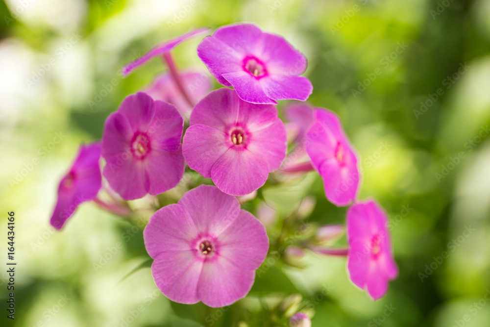 Phlox flower close up view. Phlox paniculata on a sunny summers day in garden with more phlox out of focus in the background. Phlox flower close up view. Phlox paniculata on a sunny summers day in garden with more phlox out of focus in the background.