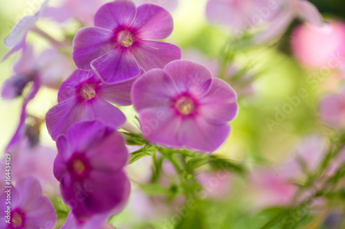 Phlox flower close up view. Phlox paniculata on a sunny summers day in garden with more phlox out of focus in the background.