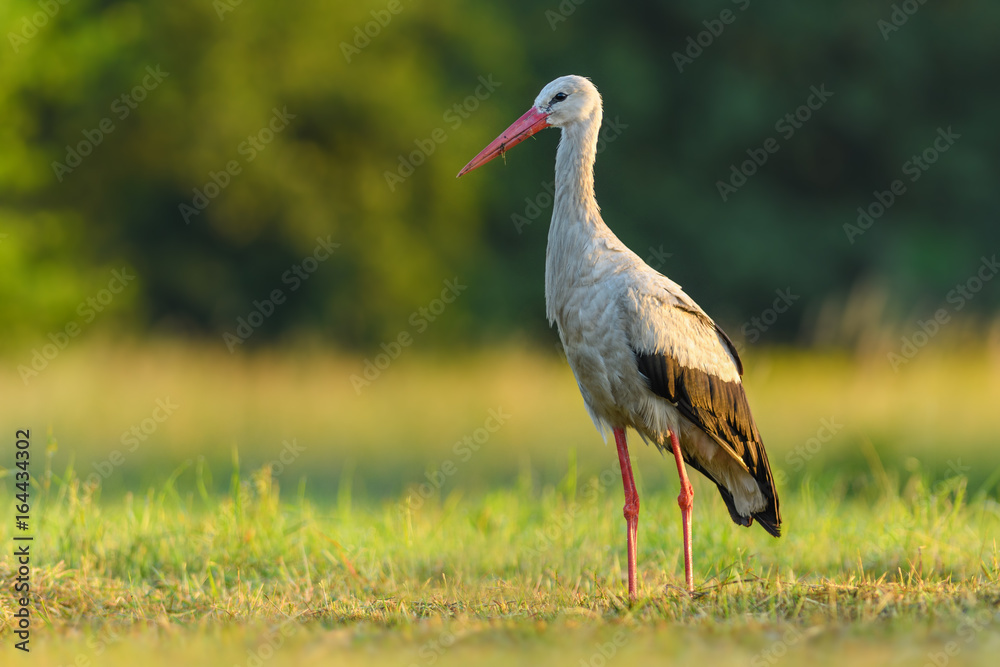 Fototapeta premium On the meadow/White Stork