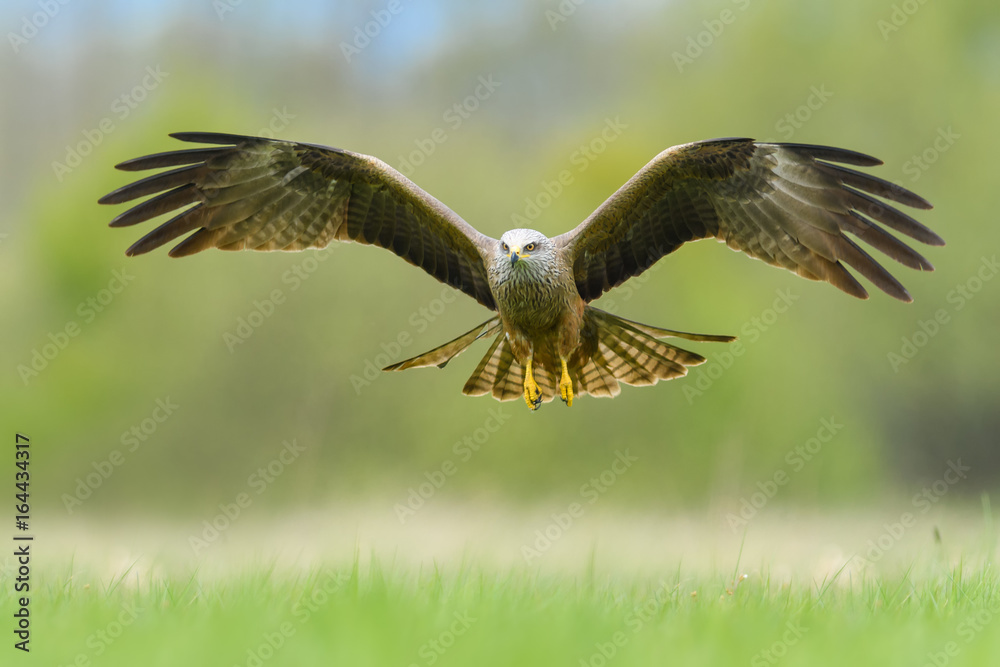 Foto On the fly spring/Black Kite