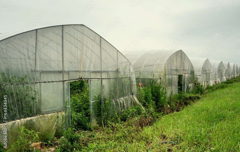 Rain in the material greenhouse