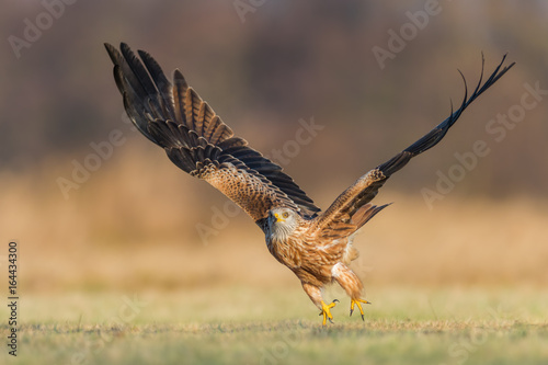 On the meadow/Red Kite