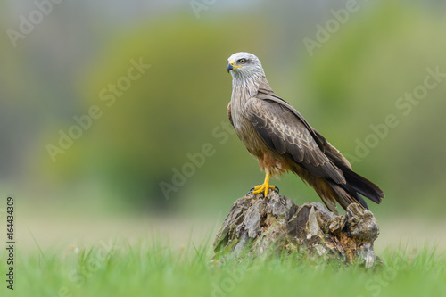 Fotografi On the meadow/Black Kite
