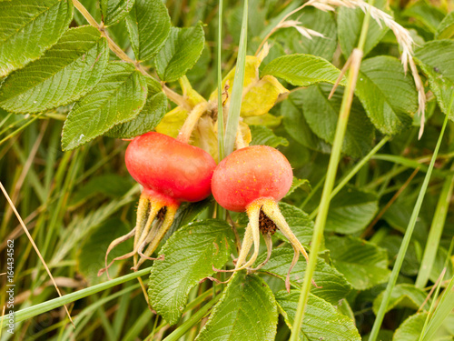 Two Growing Rosa rugosa Rose Hips Haws or Heps in Wild