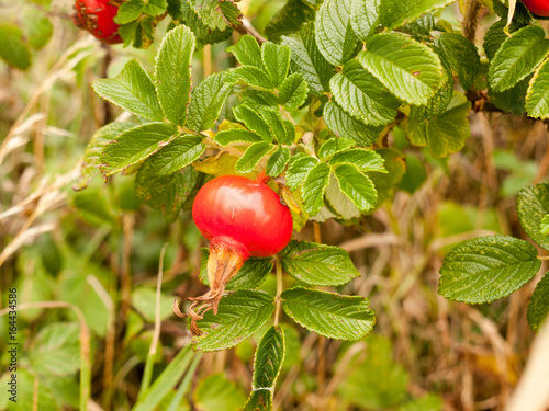Lush Growing Rosa rugosa Rose Hips Haws or Heps in Wild
