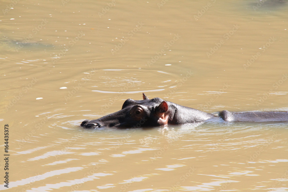 Fototapeta premium かば