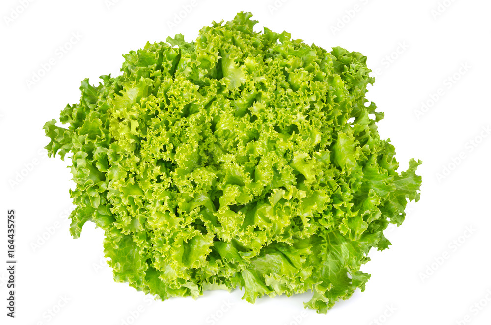 Lollo Bianco lettuce front view on white background. Lollo Bionda, summer crisp variety of Lactuca sativa. Loose-leaf lettuce. Green salad head with frilly leafs and wavy leaf margin. Closeup photo. - obrazy, fototapety, plakaty 