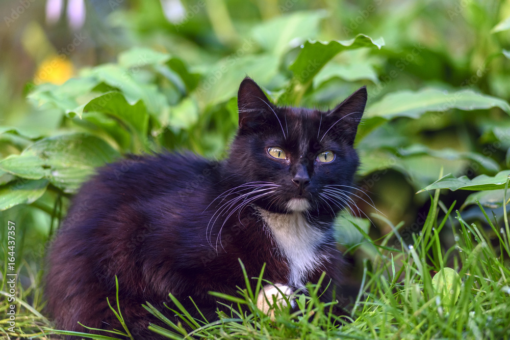 Beautiful black cat sitting in the grass