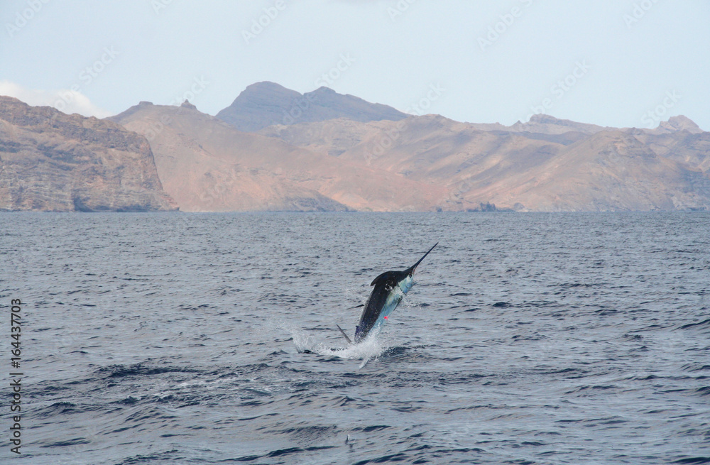 Naklejka premium Blue Marlin vor den Kapverden