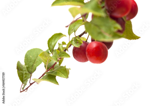 small red plums on branches