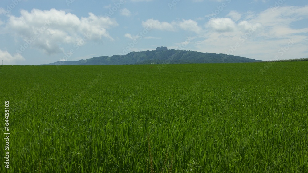 夏の北海道　草原風景