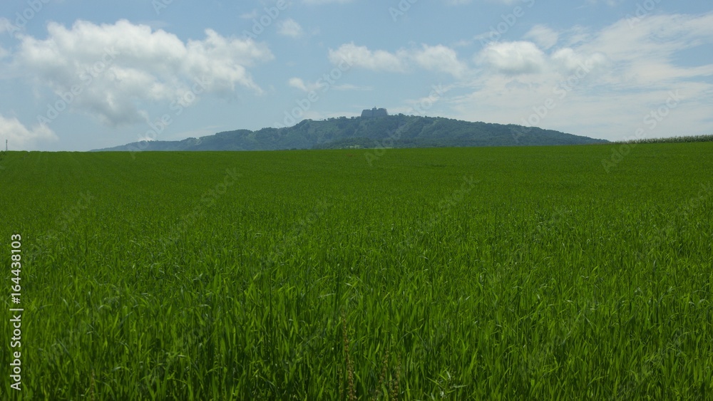 夏の北海道 草原風景 夏の北海道 草原風景