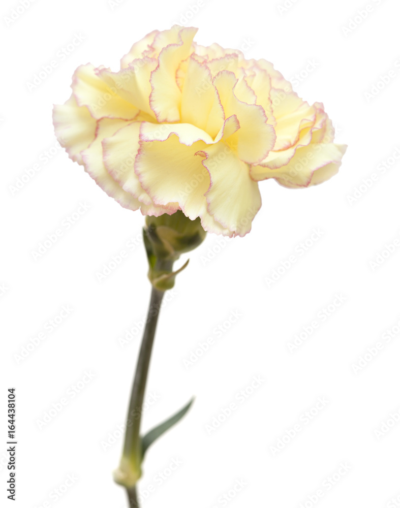 pretty pink  and yellow carnation isolated