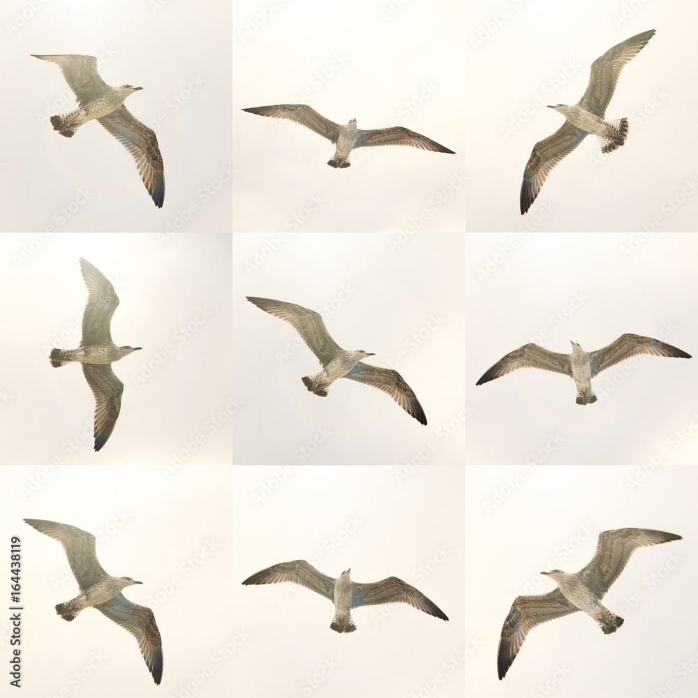 flying seagulls flying seagulls