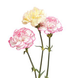 pretty pink  and yellow carnation isolated