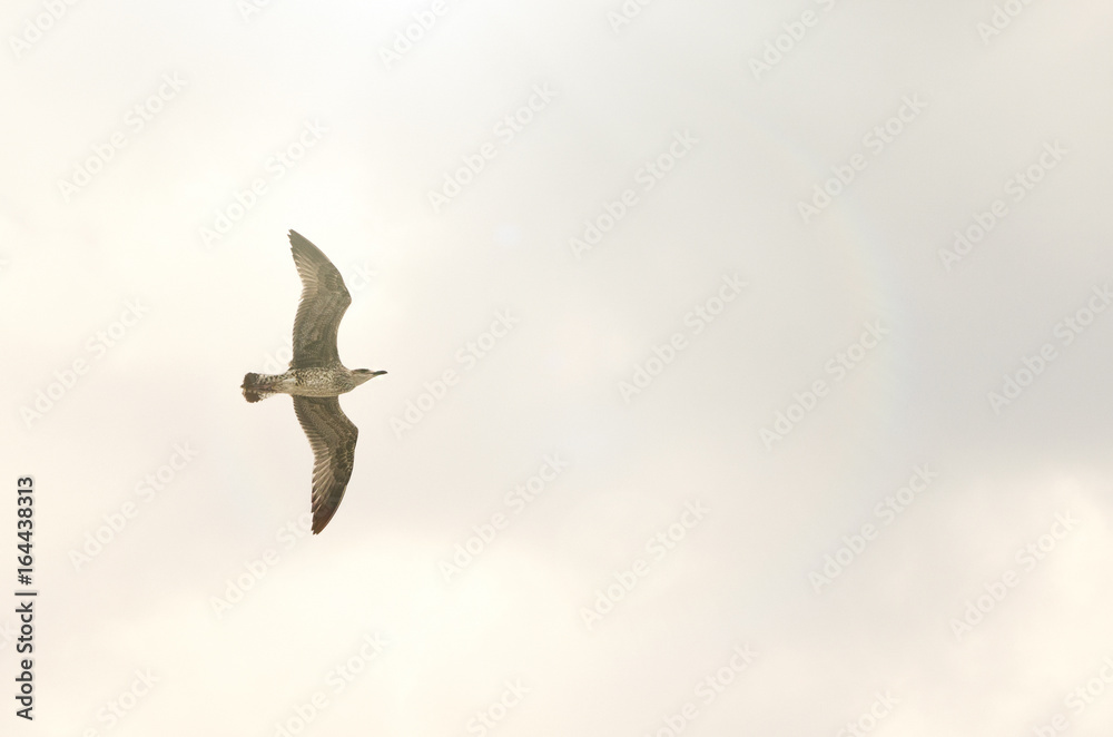 Obraz premium flying seagull