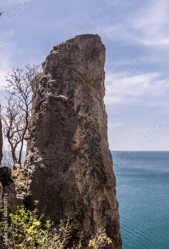 Old dry tree growing on a mountain slope. Amazing view on black sea near rocks in hot summer. Vacation, summer travel. Rocks in the Black Sea. Crimea