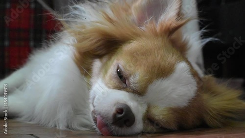 Chihuahua dog cleanse itself and sleeping