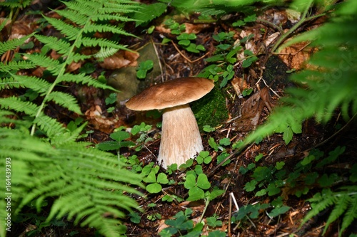 Mushrooming in the forest 