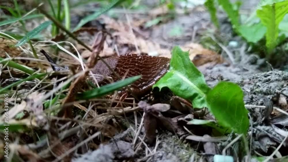 Brown Iberia slug sliding through meadow at extreme closeup over dandelion leaf Brown Iberia slug sliding through meadow at extreme closeup over dandelion leaf