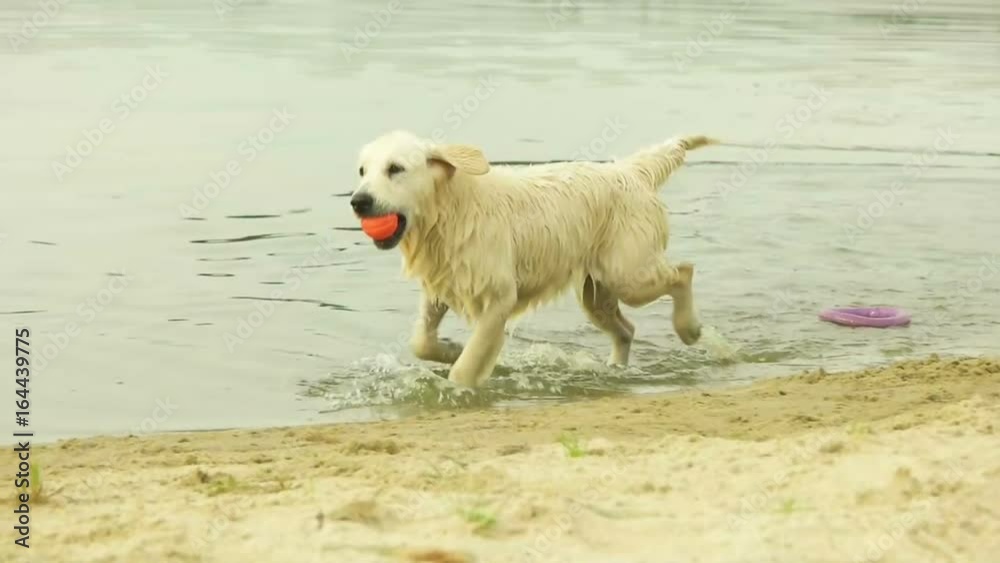 golden retriever plays with a ball, slow motion golden retriever plays with a ball, slow motion
