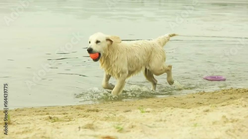 golden retriever plays with a ball, slow motion
