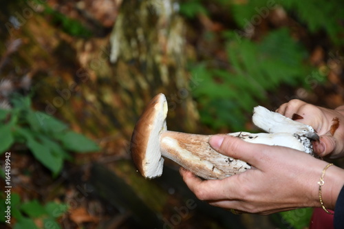 Mushrooming in the forest 