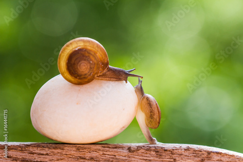 snails are crawling slowly