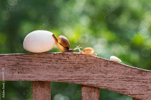 snails are crawling slowly