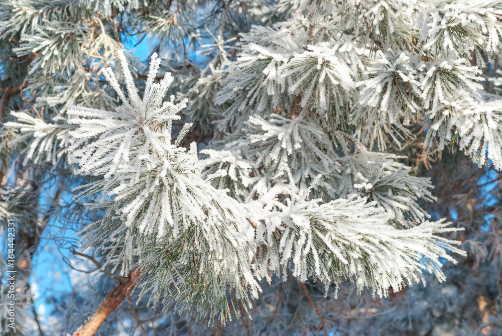 Naklejka premium Pine needles covered hoarfrost