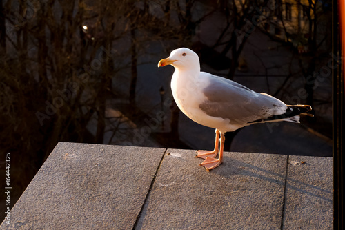 curious seagull looks at the camera