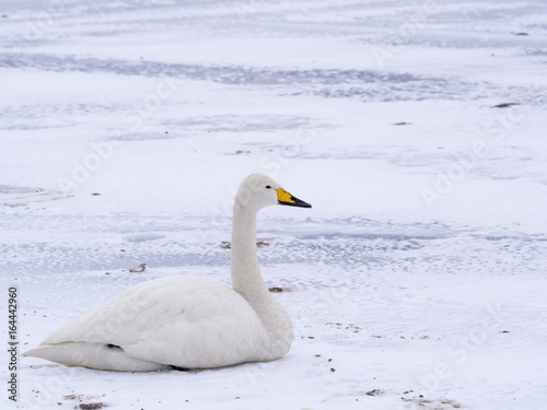 whooper swan on frozen lake kussharo