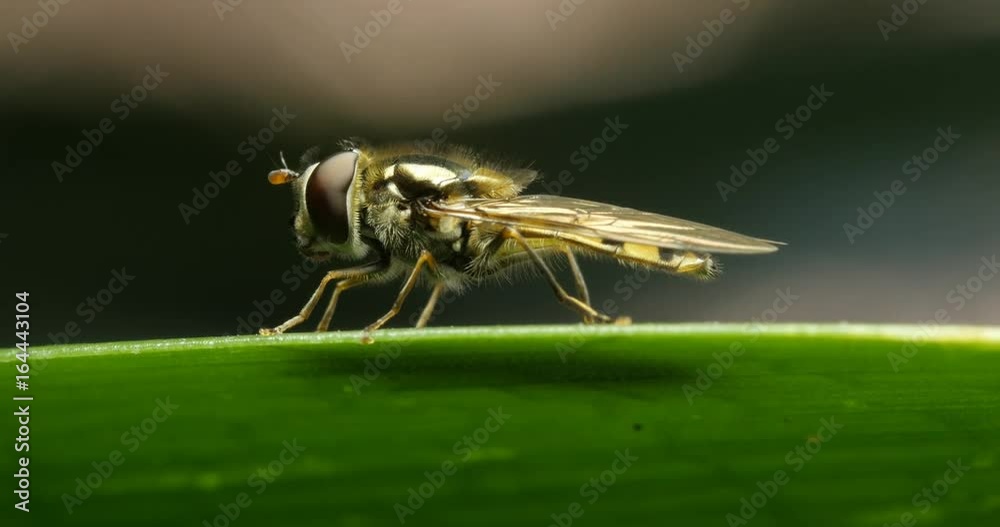 Small Slender Hover Fly Insect Macro - flower flies or syrphid flies