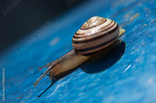 Cuadro en lienzo Snail on blue pot