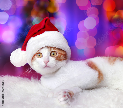 Cute cat in Santa hat and b...
