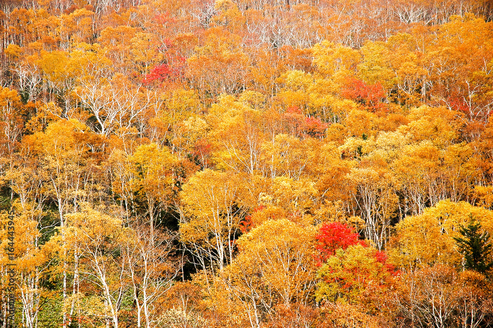 北海道 帯広の北 大雪山国立公園の紅葉 黄葉 Stock 写真 Adobe Stock