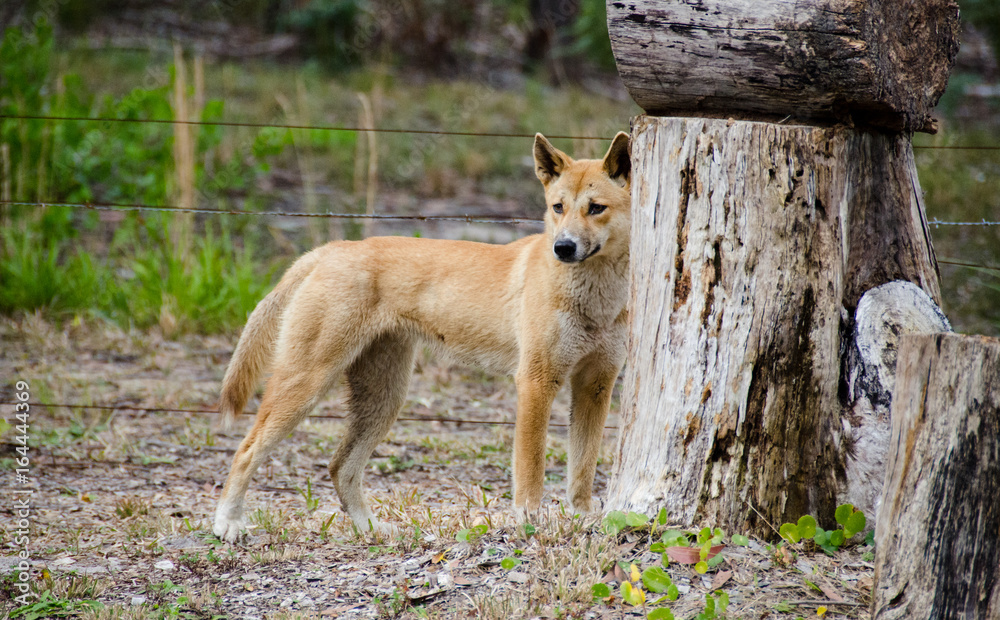 Wild dingo dog standing in paddock on rural farm Wild dingo dog standing in paddock on rural farm