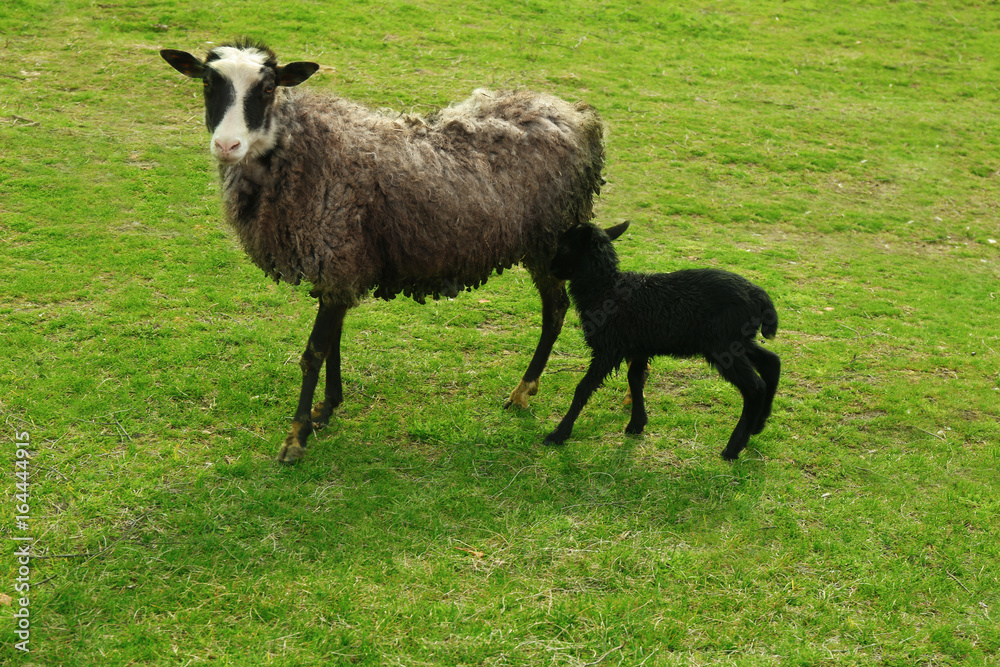 Obraz premium Cute funny lamb and mother on green meadow