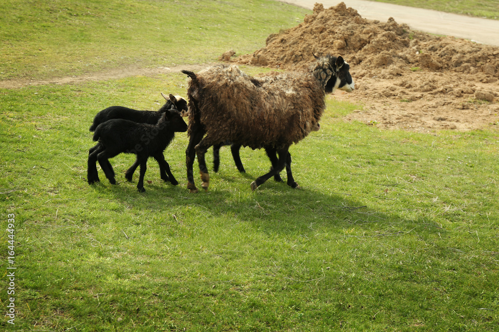 Cute funny lambs and sheep on green meadow Cute funny lambs and sheep on green meadow