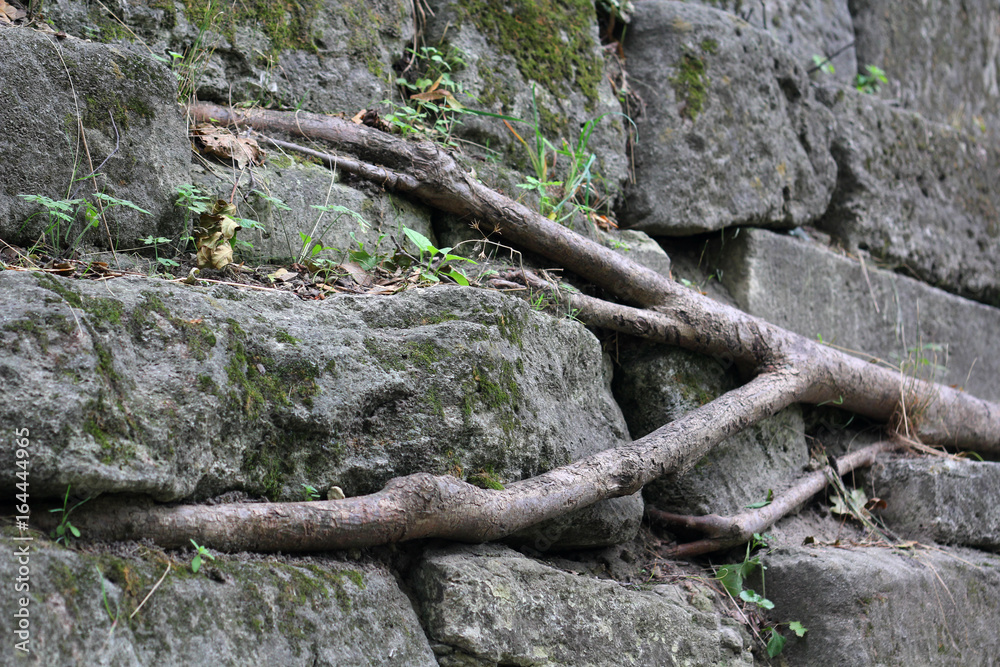 Roots of the Tree in Stone.