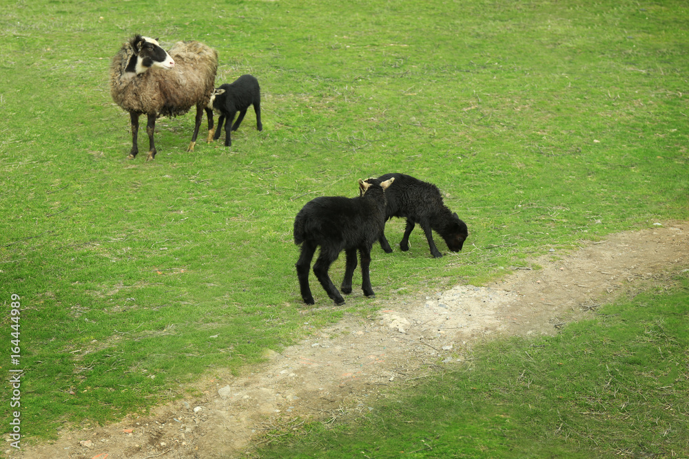 Cute funny lambs and sheep on green meadow Cute funny lambs and sheep on green meadow